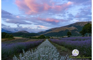 Pianta medicinale dell'anno 2020: Lavanda comune - Lavandula angustifolia